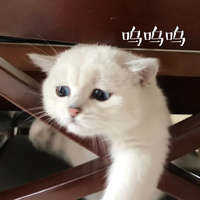 萌宠 猫星人 呜呜呜 撒娇 搞怪 呆萌
