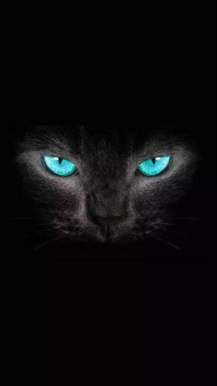 黑猫 壁纸 抖音 手机壁纸 猫咪 猫 萌宠