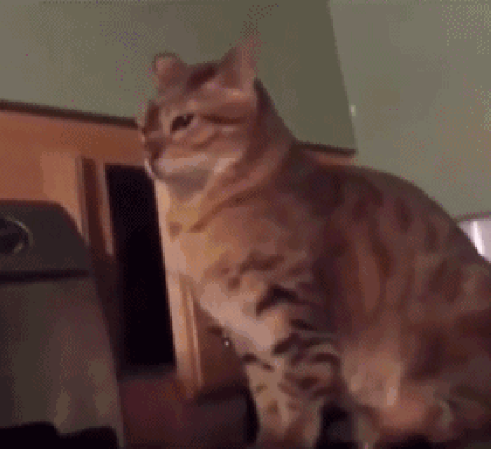 猫咪 喵星人 惊吓 可爱