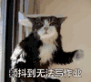 萌宠 猫星人 颤抖到无法写作业 难受 呆萌 可爱
