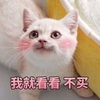 萌宠 猫星人 我就看看 不买 搞怪 逗
