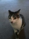 猫咪 眨眼 大眼睛 卖萌