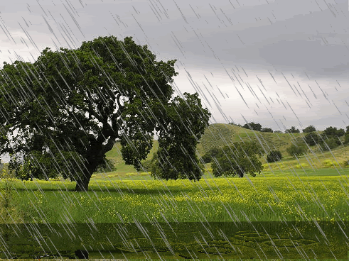 下雨 景色 Rain 绿色
