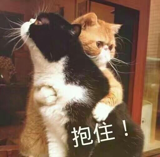猫咪喵星人抱住搞笑可爱萌萌哒gif动图_动态图_表情包下载_soogif