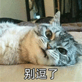 萌宠 猫咪 猫 喵星人 别逗了 拒绝