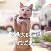 萌宠 猫咪 猫 喵星人 拳头 砂锅大的拳头试试吗 生气