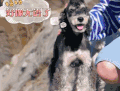 萌主来了