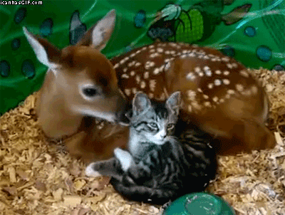 鹿 deer 小猫 可爱 温馨