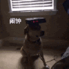 闹钟 狗狗 可怜 卧室