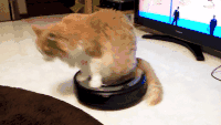 猫 猫