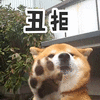 萌宠 狗 汪星人 柴犬 丑拒 拒绝