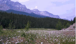 公园 加拿大 森林 纪录片 绿地 风景
