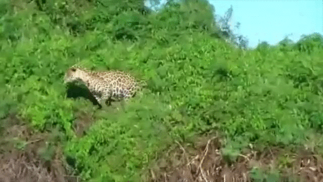 捷豹 Jaguar car