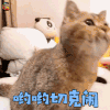 萌宠 猫 嗨起来 撩人 soogif soogif出品