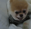 博美犬