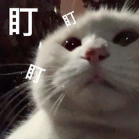 萌宠 猫星人 盯盯盯 看着你 搞怪 呆萌