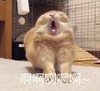 萌宠 猫星人 啊啊啊 开心 呆萌 可爱