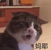 萌宠 猫星人 妈耶 无奈 呆萌 可爱
