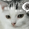 我是谁 我在哪 蒙圈 猫