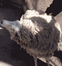 绵羊 可爱 挠痒痒