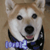 嗯 狗 柴犬