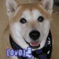 嗯 狗 柴犬