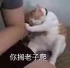 萌宠 喵星人 给老子爬 生气 搞怪 逗