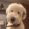 白狗狗 好萌 眨眼 我都觉得漏风