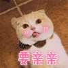 亲亲 猫 搞怪 逗