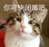 萌宠 猫星人 你可快闭嘴吧 别说了 搞怪 呆萌