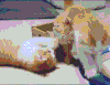 厉害了 萌宠 笑死人 搞笑