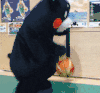 熊本熊 玩球 可爱 萌宠