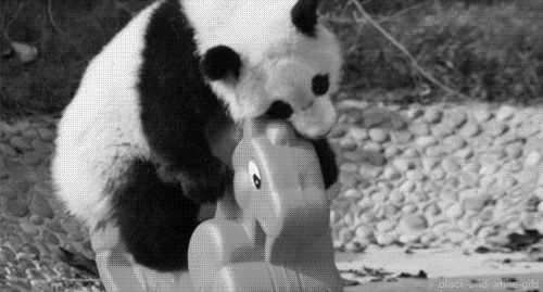 动物 熊猫 咬玩具 小马