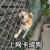 萌宠 汪星人 上网卡成狗 无奈 搞怪 呆萌