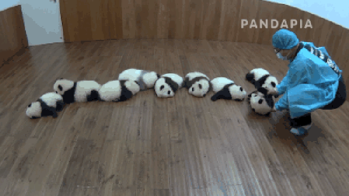 熊猫 宝宝 饲养员 躺着