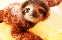 树懒 sloth 注视 好奇