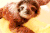 树懒 sloth 注视 好奇
