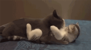 猫咪 拥抱 亲亲 亲密