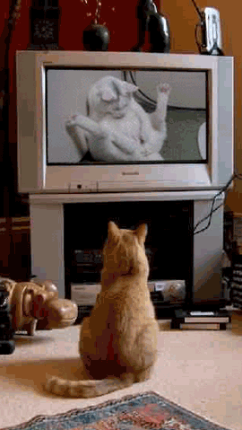 猫咪 看电视 学习 进步