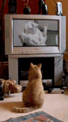 猫咪 看电视 学习 进步
