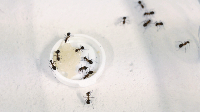 动图 蚂蚁 昆虫