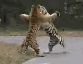 老虎 打架 搞笑 站起来