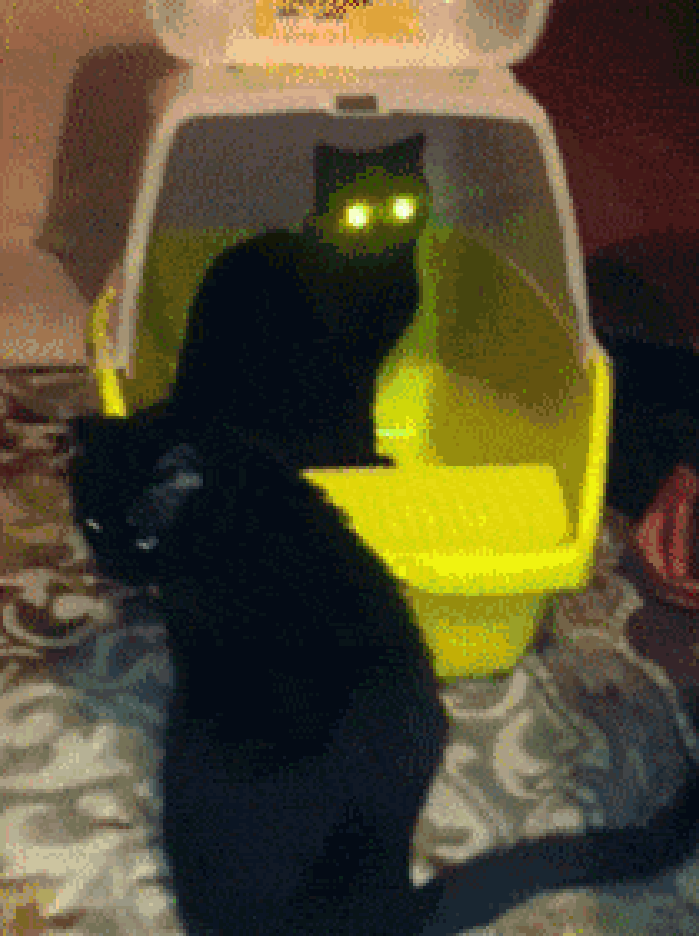 猫咪 眼睛 绿光 可怕