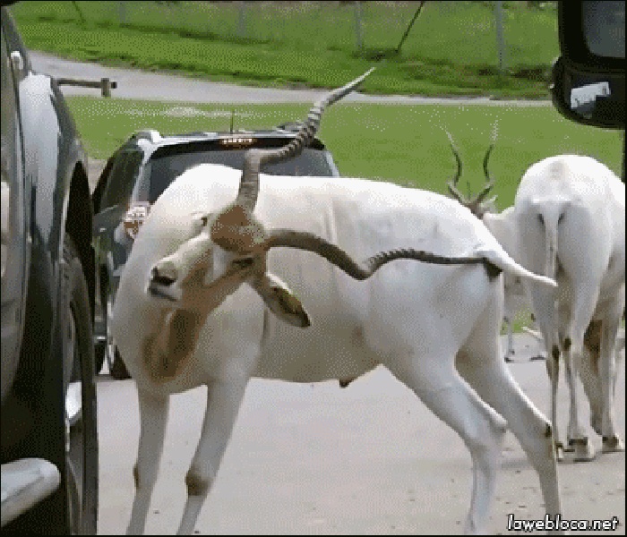 羊 犄角 动物 汽车