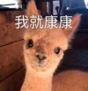 萌宠 羊驼 我就看看 看着你 呆萌 可爱