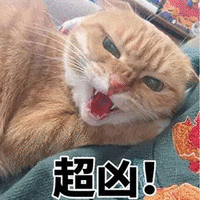 萌宠 猫咪 猫 超凶 生气