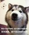 狗狗 白毛 萌宠 是不是还想要亲亲