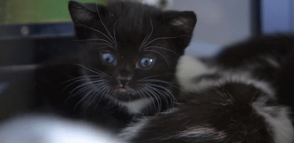 呆萌 对猫的发现 小黑猫 纪录片