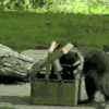 喵星人 可爱 萌宠 猫咪