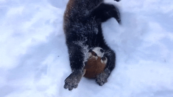 小熊猫 red panda 雪地 玩耍